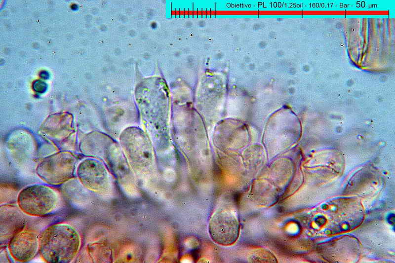 conocybe_pallidospora_3295_04.jpg