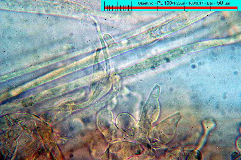 conocybe_pallidospora_3295_12.jpg