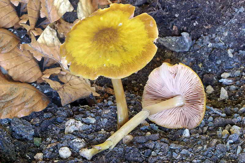 pluteus_leoninus_3306_01.jpg