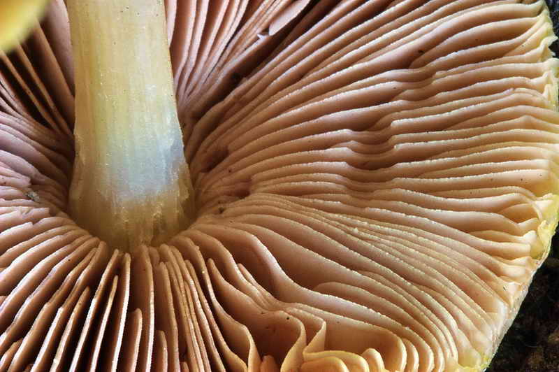 pluteus_leoninus_3306_04.jpg