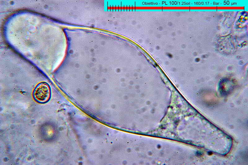 pluteus_leoninus_3306_31.jpg