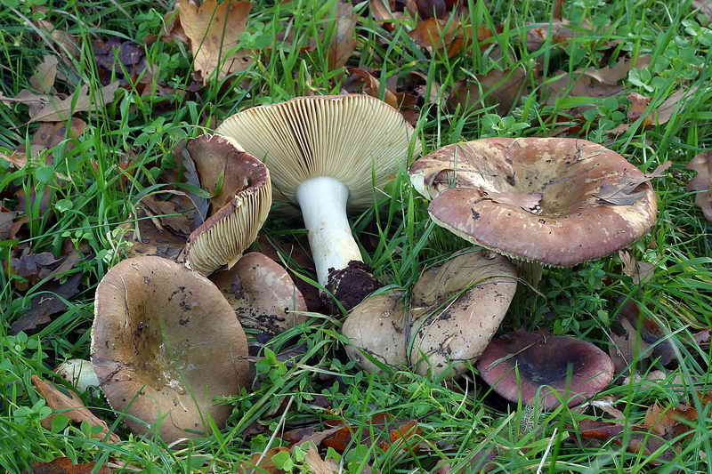 russula_olivacea_2572_01.jpg