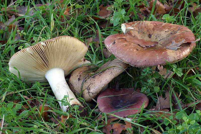 russula_olivacea_2572_02.jpg