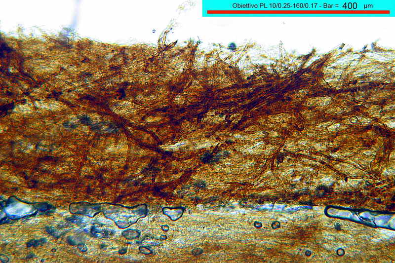 omphalotus_olearius_3318_01.jpg