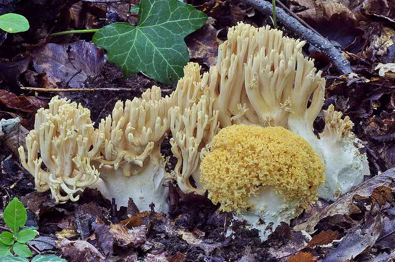 ramaria_subtilis_var_subtilis_01.jpg