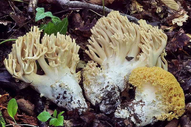 ramaria_subtilis_var_crassispora_3323_03.jpg