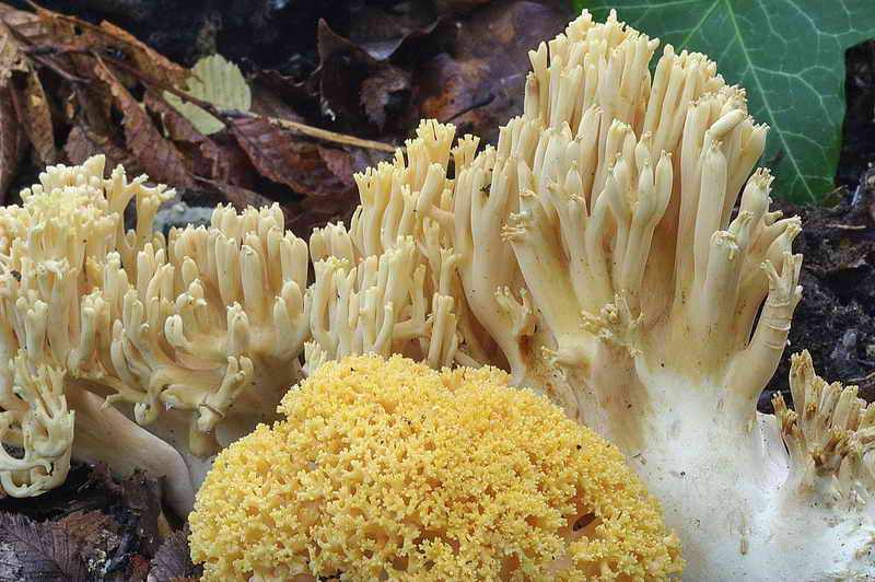 ramaria_subtilis_var_crassispora_3323_04.jpg