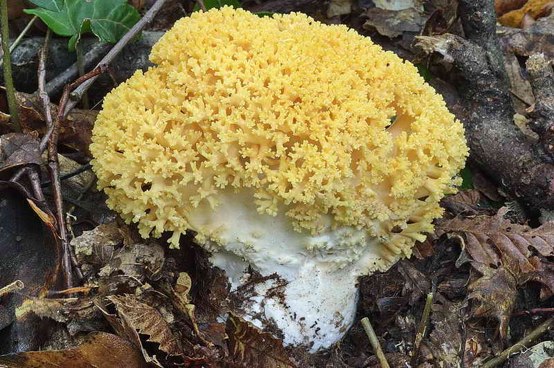 ramaria_subtilis_var_crassispora_3323_05.jpg