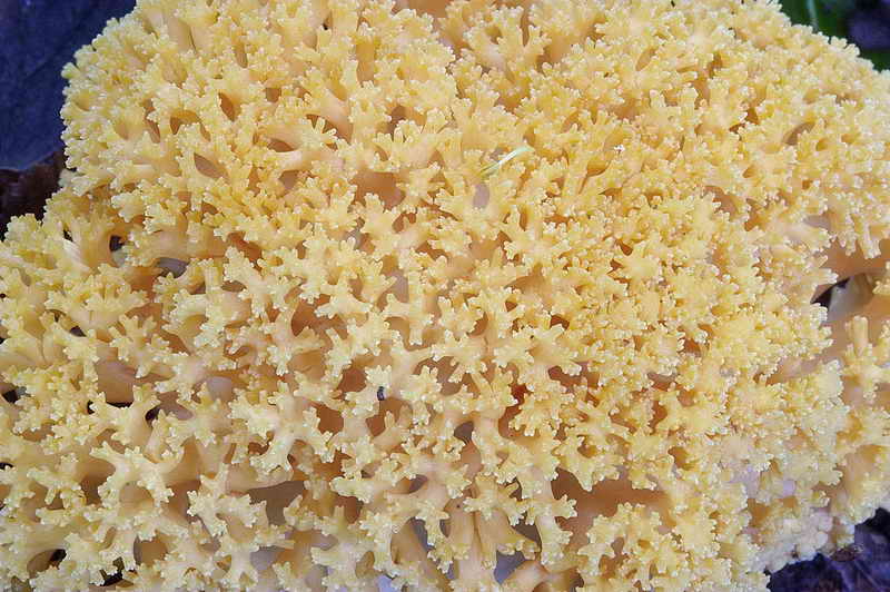 ramaria_subtilis_var_crassispora_3323_06.jpg