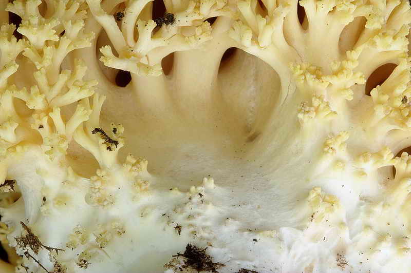 ramaria_subtilis_var_crassispora_3323_07.jpg