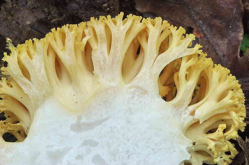 ramaria_subtilis_var_crassispora_3323_08.jpg