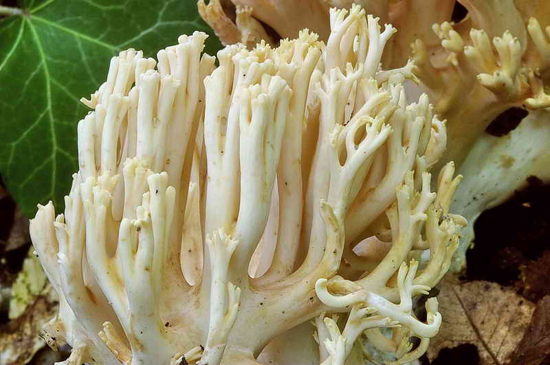 ramaria_subtilis_var_crassispora_3323_09.jpg