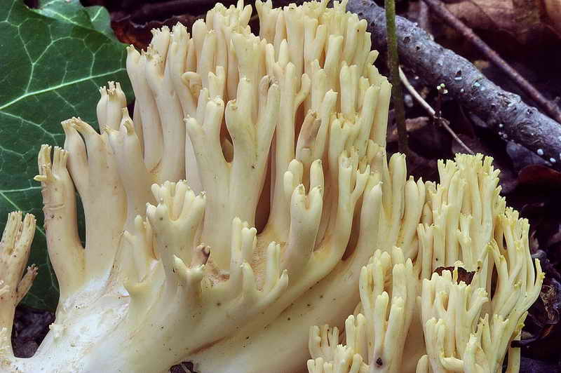 ramaria_subtilis_var_crassispora_3323_10.jpg