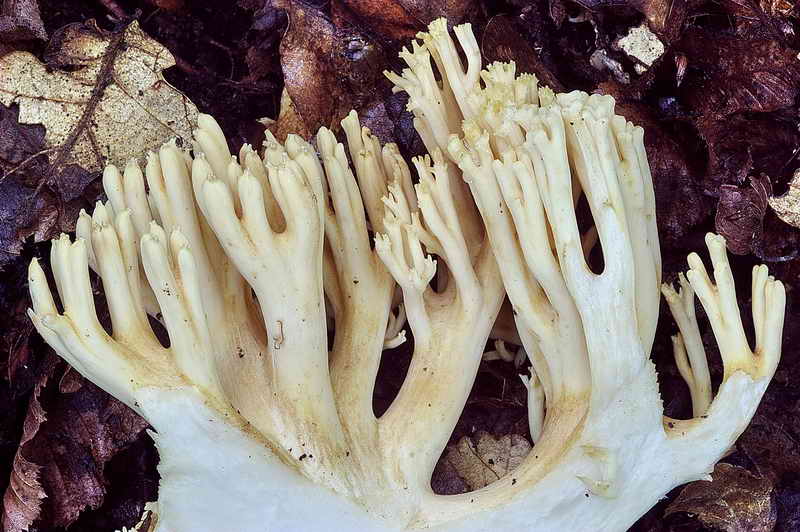 ramaria_subtilis_var_crassispora_3323_11.jpg