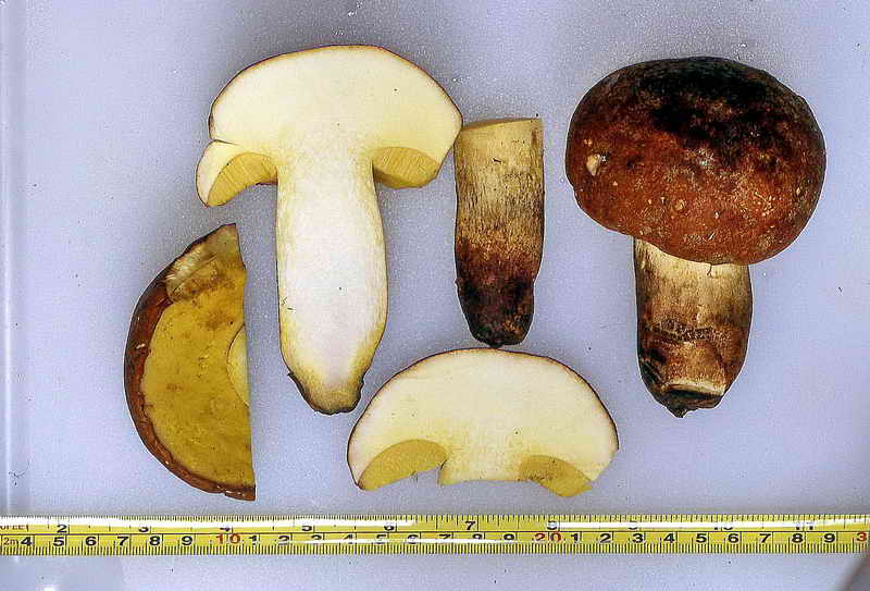 boletus_impolitus_b0986.jpg