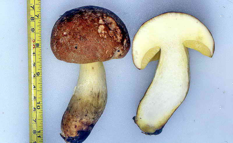 boletus_impolitus_b0984.jpg