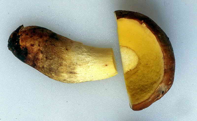 boletus_impolitus_b0985.jpg