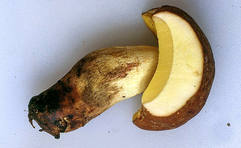 boletus_impolitus_b0983.jpg