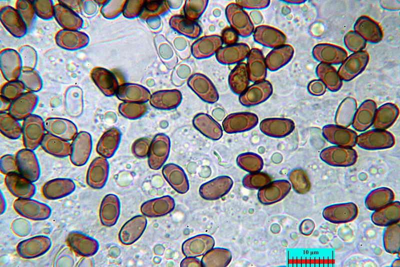 psathyrella_cotonea_3334_23.jpg