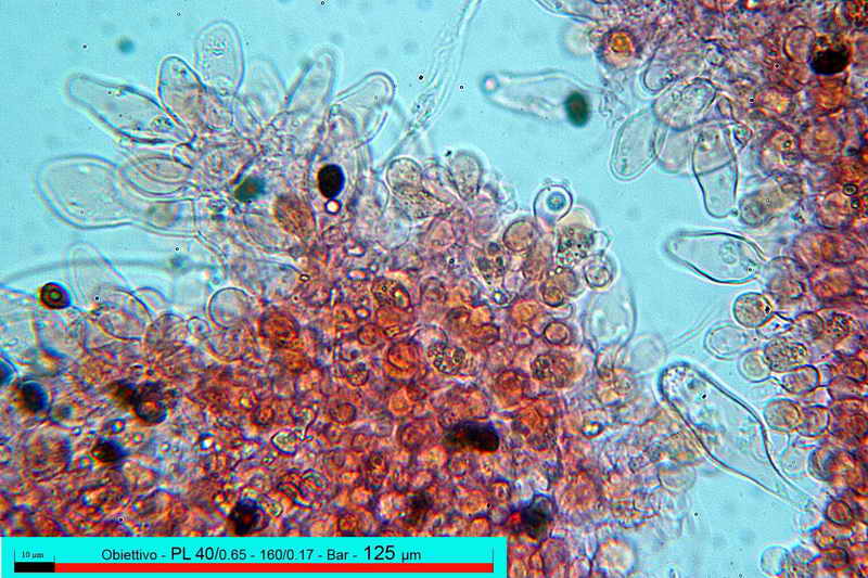 _psathyrella_panaeoloides_3345_03.jpg
