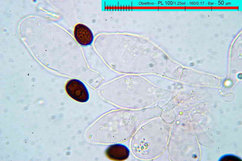 _psathyrella_panaeoloides_3345_06.jpg