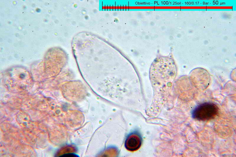 _psathyrella_panaeoloides_3345_15.jpg