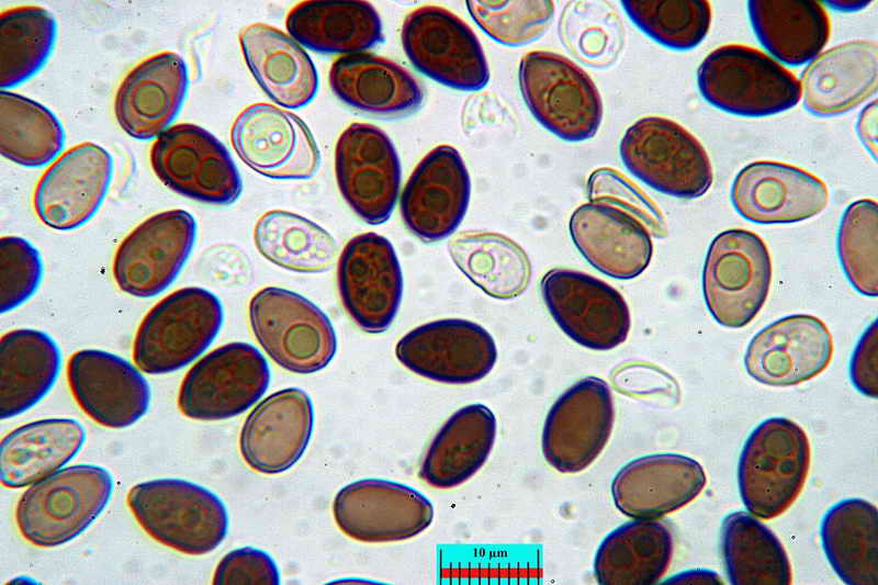 _psathyrella_panaeoloides_3345_19.jpg