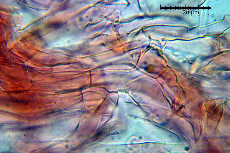 crepidotus_epibryum_3395_06.jpg