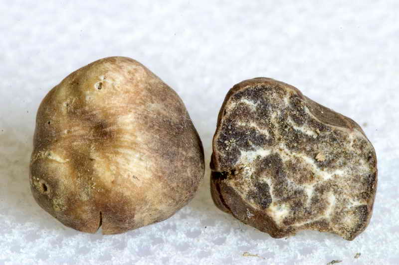 tuber_borchii_3397_02.jpg