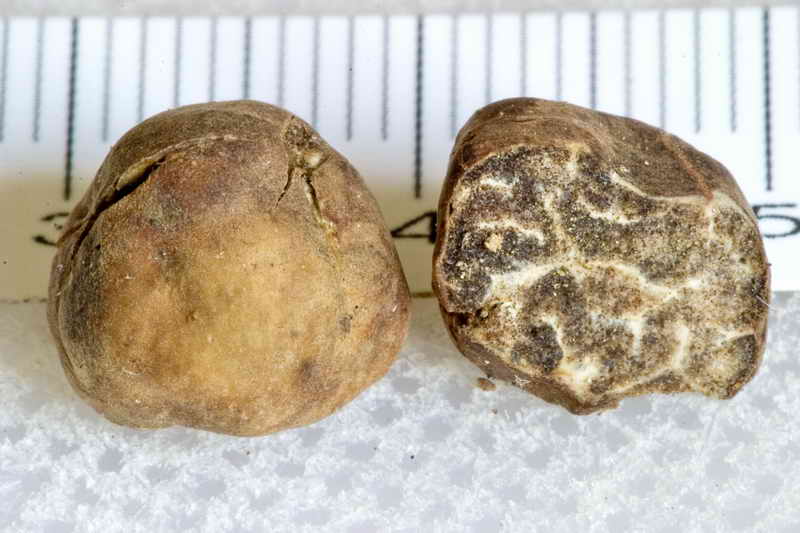 tuber_borchii_3397_03.jpg