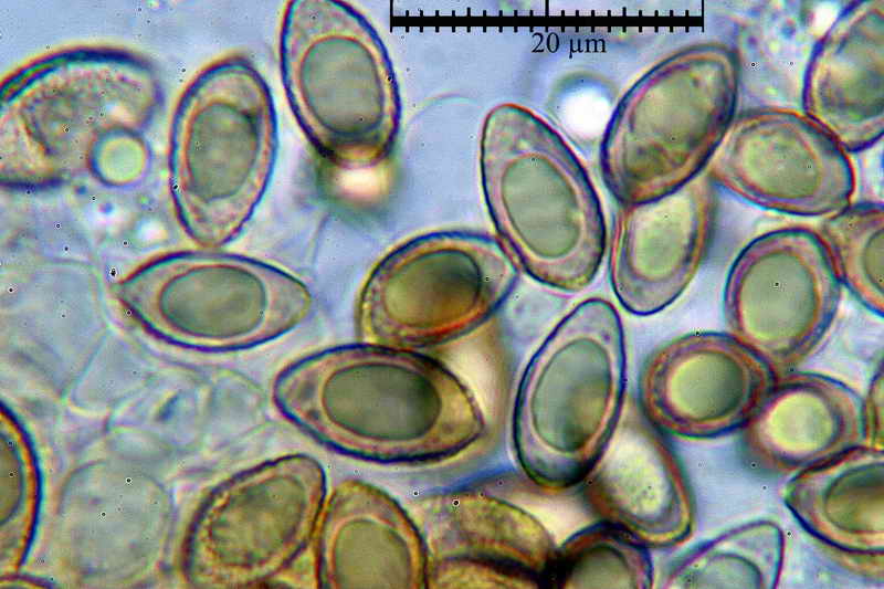 hebeloma_fragilipes_3424_35.jpg