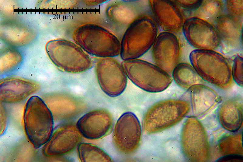 hebeloma_fragilipes_3424_42.jpg