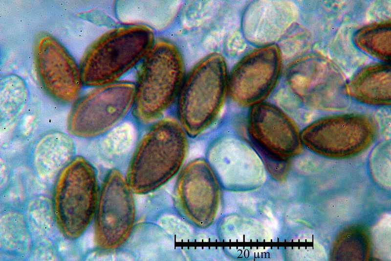 hebeloma_fragilipes_3424_45.jpg