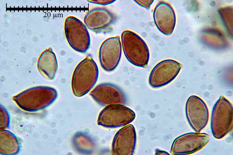 hebeloma_theobrominum_293_29.jpg