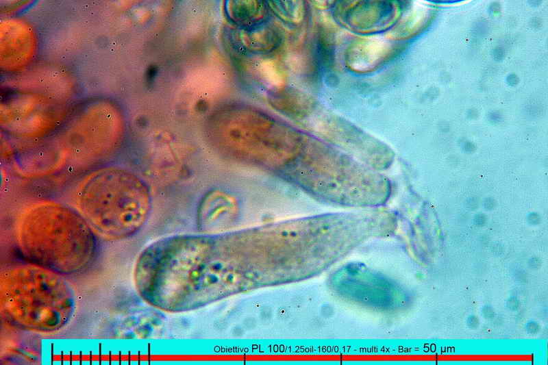 macrocystidia_cucumis_3437_19.jpg