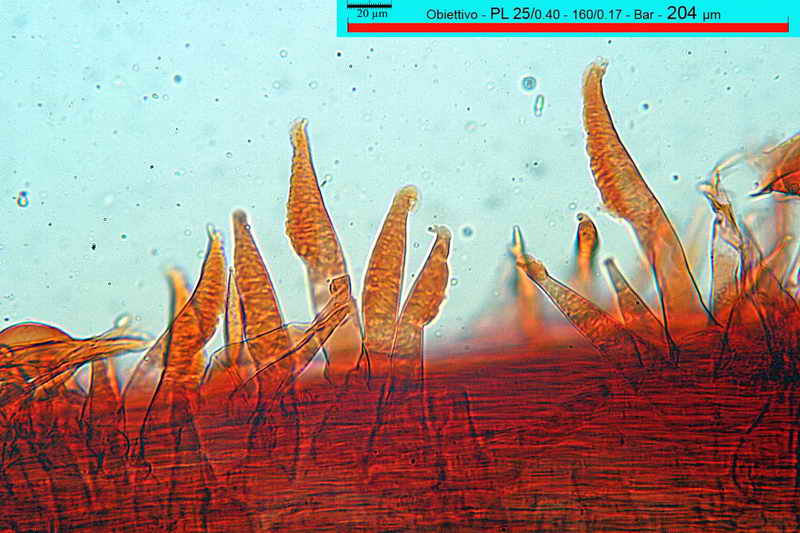 macrocystidia_cucumis_3437_33.jpg