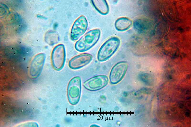 macrocystidia_cucumis_3437_29.jpg