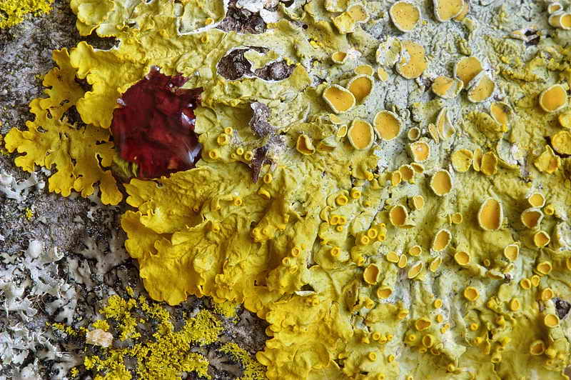 xanthoria_parietina_01.jpg