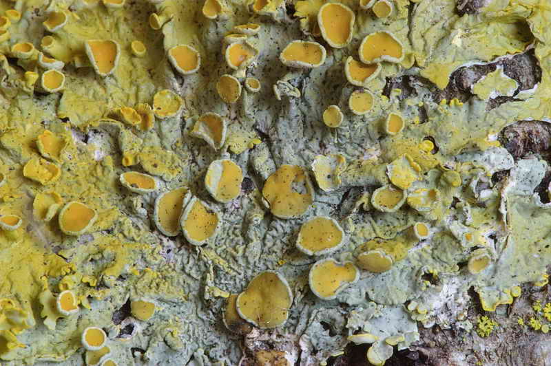 xanthoria_parietina_02.jpg