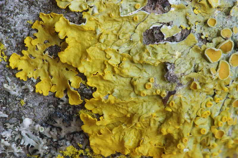 xanthoria_parietina_03.jpg