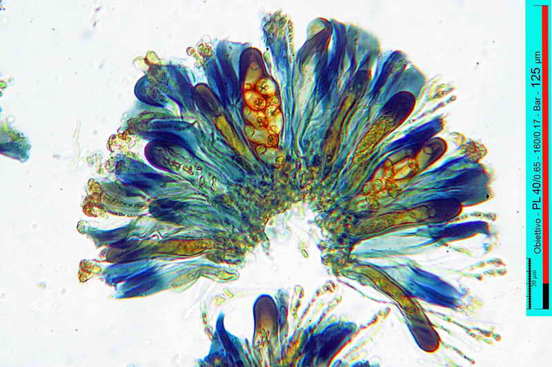 xanthoria_parietina_14.jpg