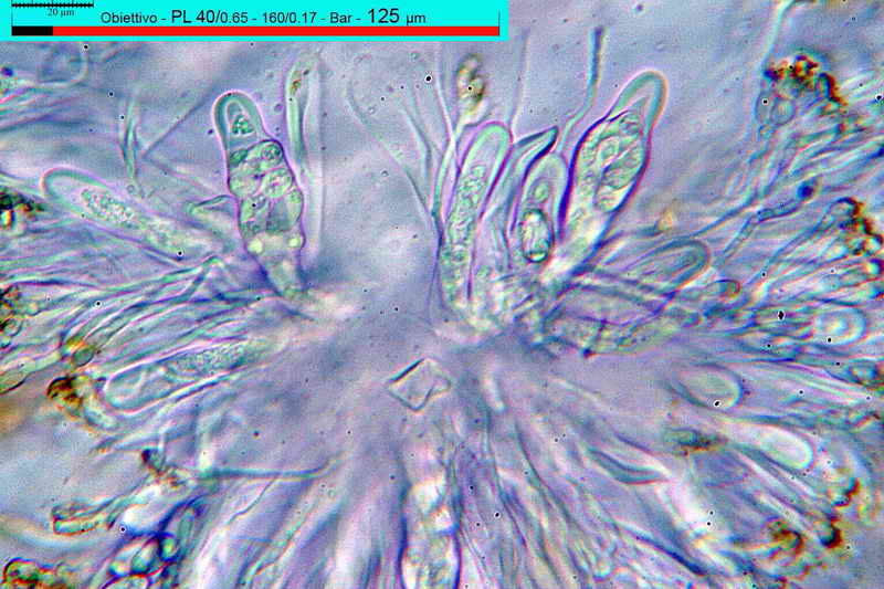 xanthoria_parietina_18.jpg