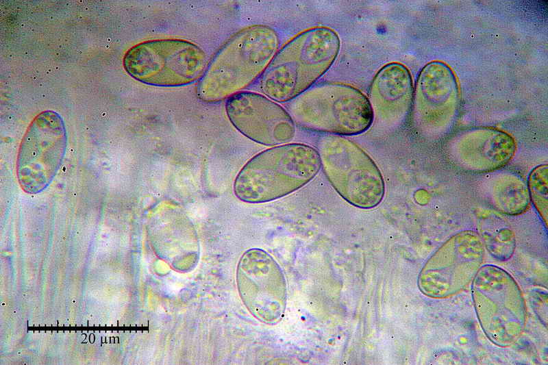 xanthoria_parietina_21.jpg