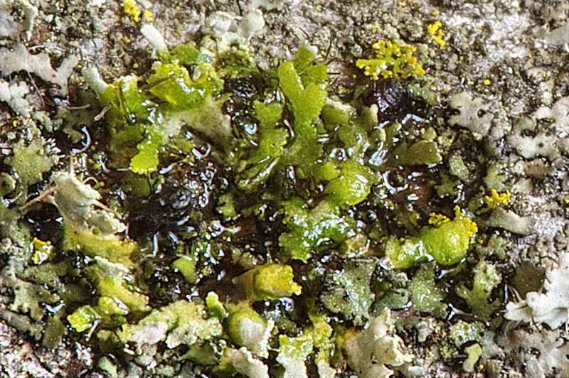anaptychia_ciliaris_02.jpg