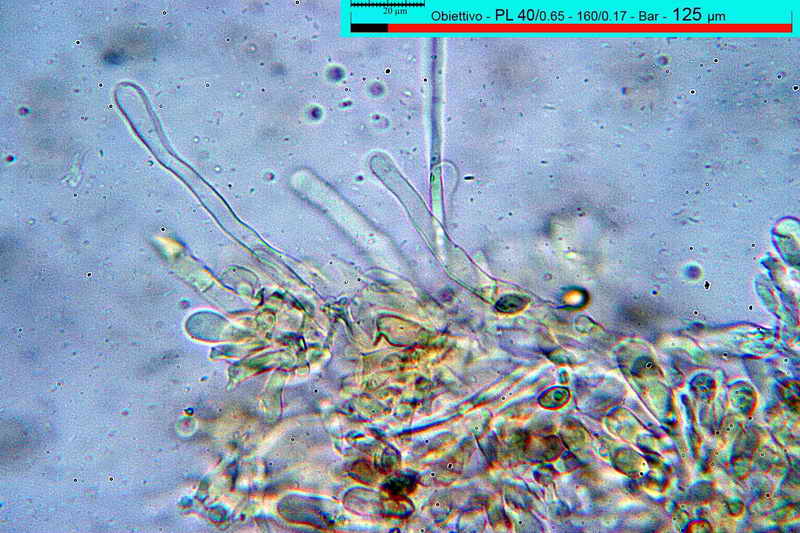 hebeloma_psammophilum_360_02.jpg