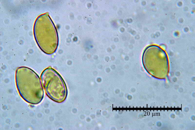 hebeloma_psammophilum_360_11.jpg