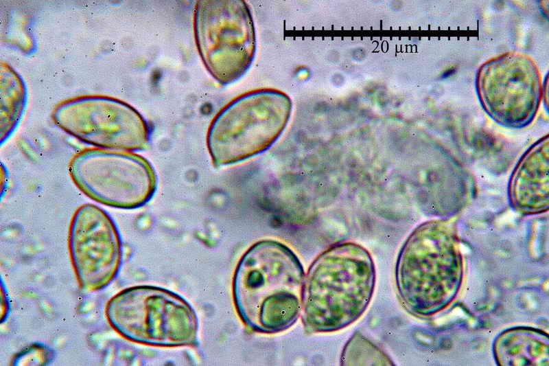 hebeloma_psammophilum_360_10.jpg