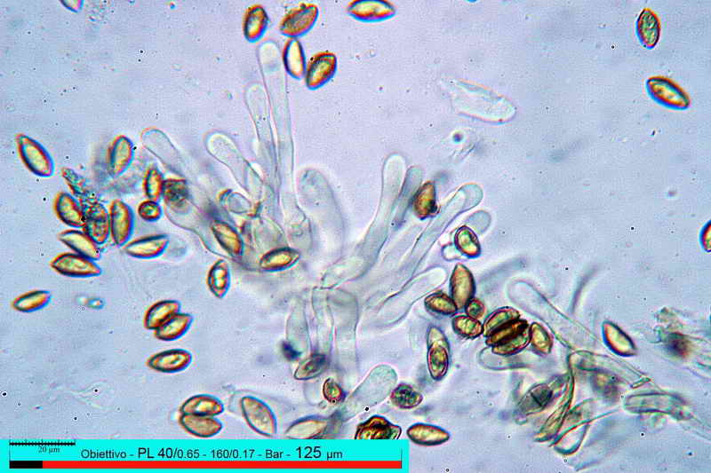 hebeloma_ammophilum_111_03.jpg