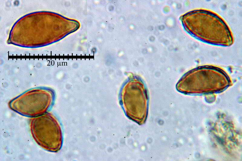 hebeloma_ammophilum_111_35.jpg