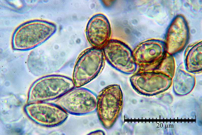 hebeloma_ammophilum_111_24.jpg